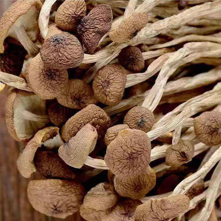 Funghi di Tè Essiccati 250g Agrocybe Cylindracea Erboristico Premium
