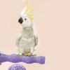 Non-slip Paw Grinding Sticks Resin Jumping Platform Bird Teeth Chew Toy  Pet Bird Supplies