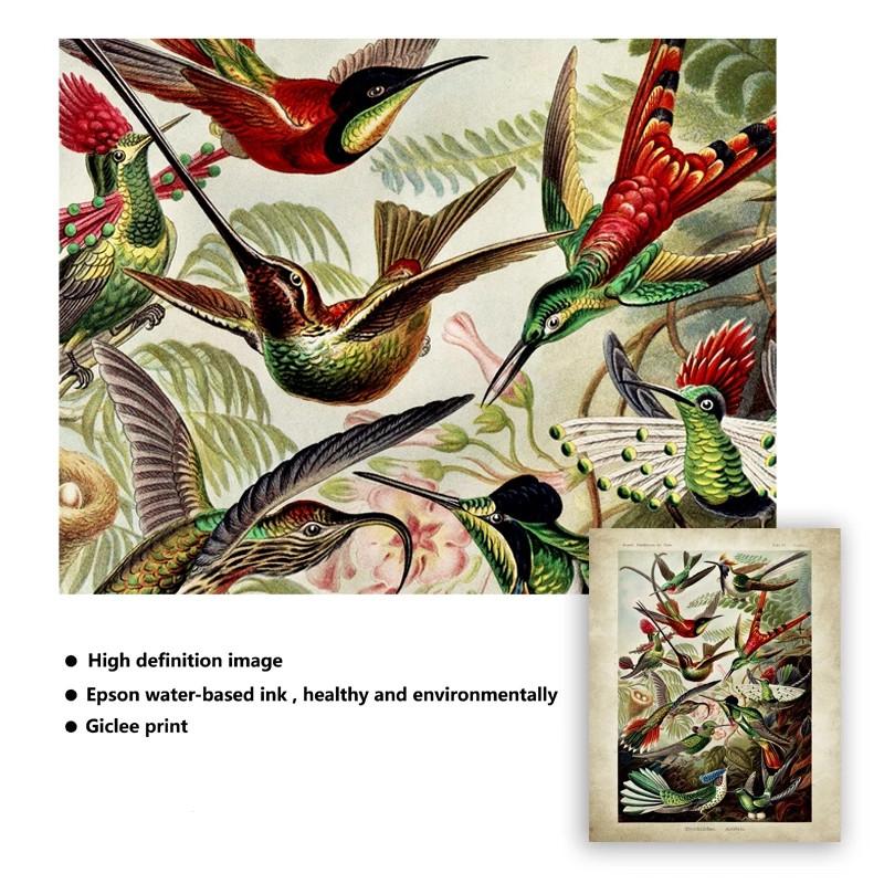 Vintage Ernst Haeckel Biology Poster Hummingbird Palm Tree Botanical Wall Art Prints Plant Canvas Painting Office Home Decor