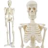 Gran Roi Human Anatomy Skeleton Model, 45cm, 1/4 Scale, Doll Skeleton Specimen (Height: 45cm)