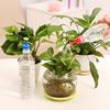 4Pcs Home Gardening Plants Mini Sprinkler Sprayer Bottle Waterer Accessories