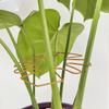 Plant Stem Stand Indoor Potted Plant Holder Plant Flowers Anti-lodging Fixator Plant Stem  Protector Gardening Accessories