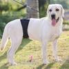 Couche Très Absorbante Sous-vêtements pour Chien Mâle Tissu Graphène Culottes pour Incontinence Canine Usage Quotidien Intérieur