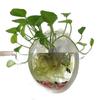 Wall Mounted Acrylic Fish Bowl Transparent  Hanging Fish Tank  Wall Mounted Aquarium Plant Pot Planter