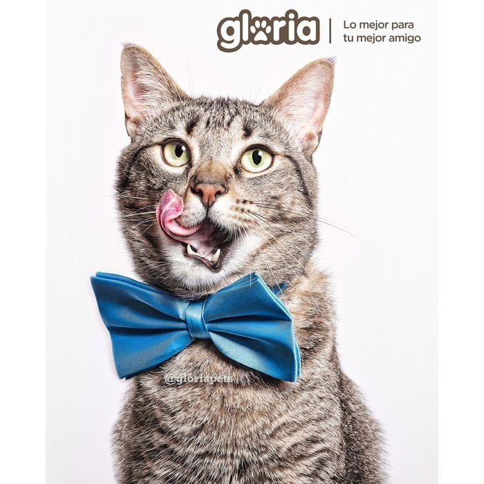 Griffoir pour chat - GLORIA LO MEJOR PARA TU MEJOR AMIGO - Centre de jeu - Sisal - 36x36x81.5 cm - Marron