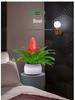 Jade Fan: Indoor Easy-Care Green Plant for Wealth & Blooms