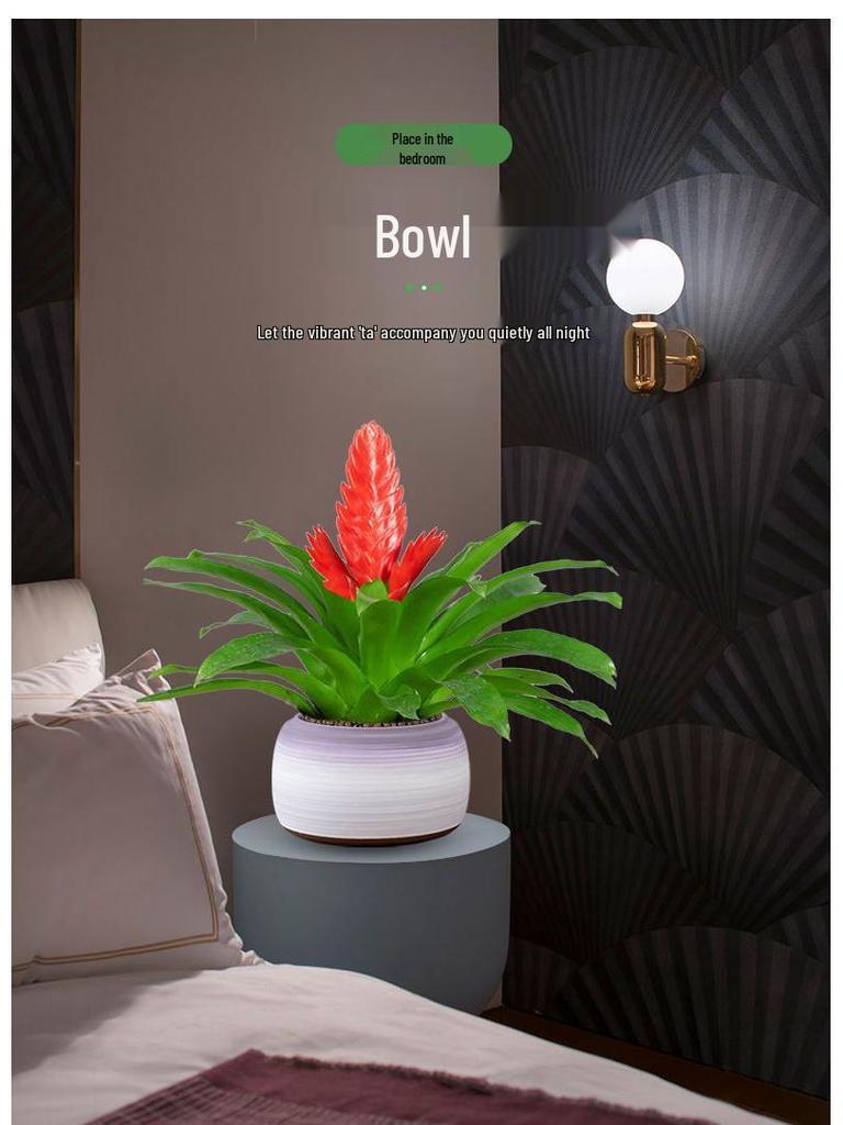 Jade Fan: Indoor Easy-Care Green Plant for Wealth & Blooms