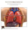 55CM Human Anatomy Hermaphrodite Torso Model with 19 Removable Parts