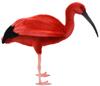 BH8135 HANSA Scarlet Ibis 54