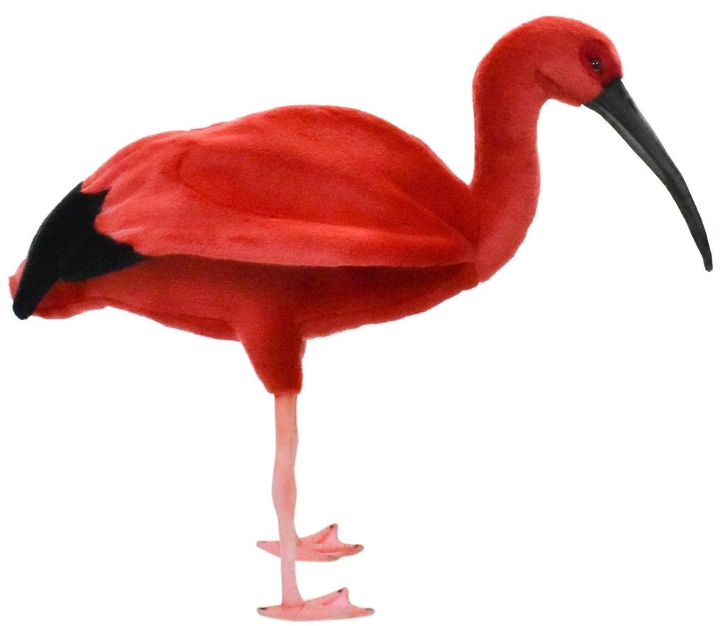 BH8135 HANSA Scarlet Ibis 54