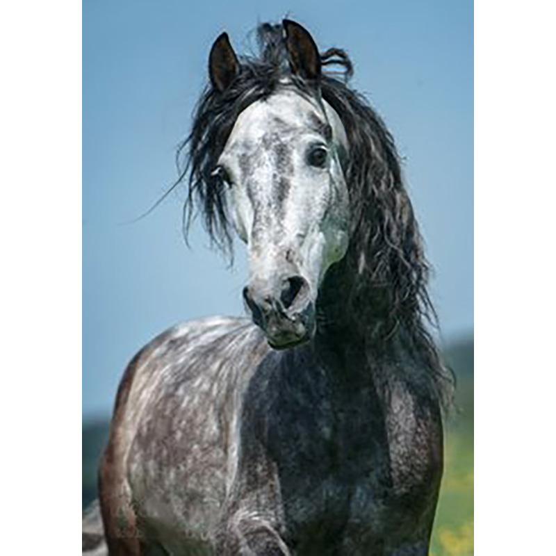 DIY Horse 5d Diamond Painting Full Round Drill Rhinestone Animal Diamond Embroidery Cross Stitch Kits Wall Art Home Decor Gift