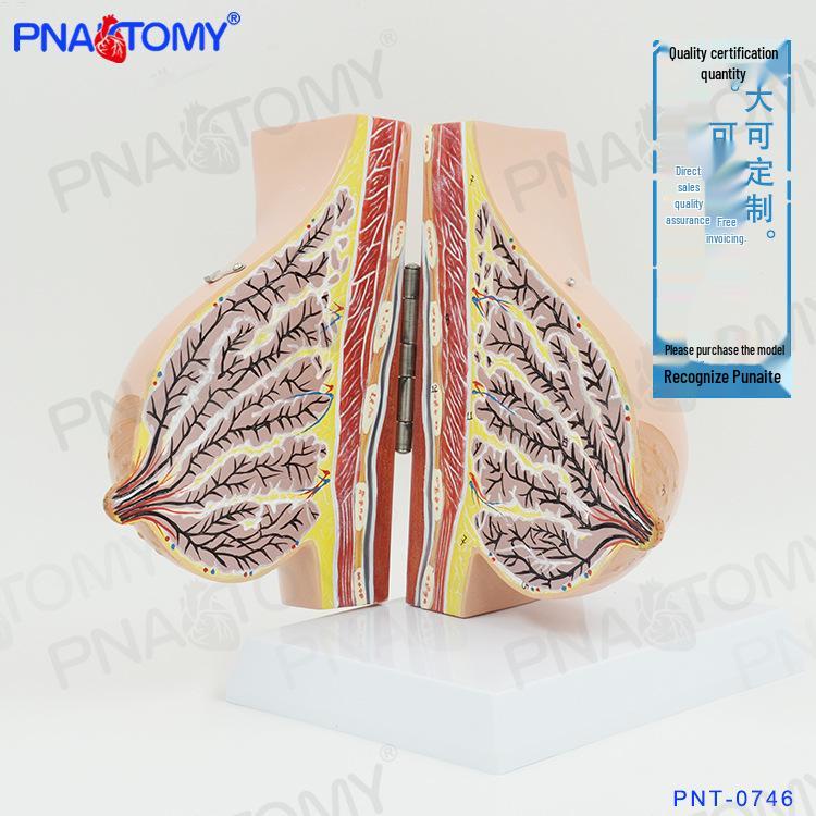 Simulated Female Lactating Breast Model for Obstetrics, Gynecology, and Lactation Training 20x20x25 cm