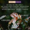 2026 Yunnan Dianhong Zijuan Spring Tea Anthocyanin Purple Bud Floral Fruity Loose Leaf Wholesale