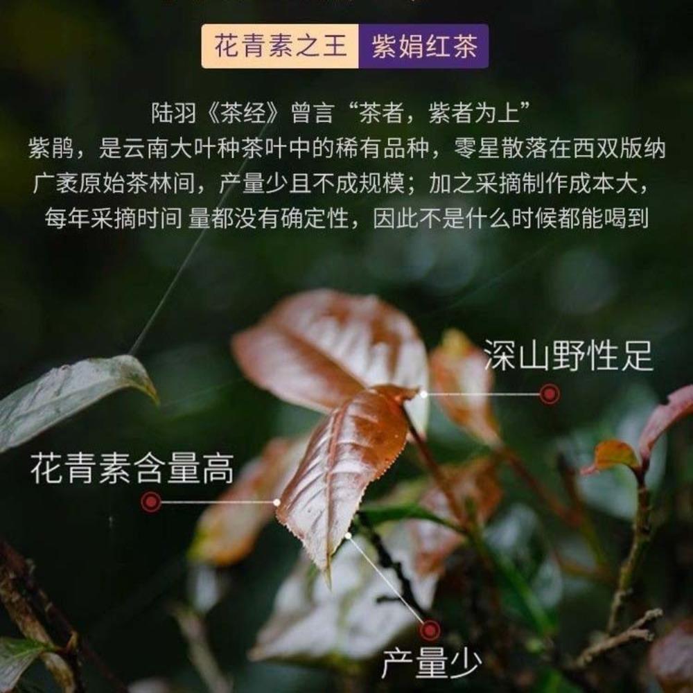 2026 Yunnan Dianhong Zijuan Spring Tea Anthocyanin Purple Bud Floral Fruity Loose Leaf Wholesale