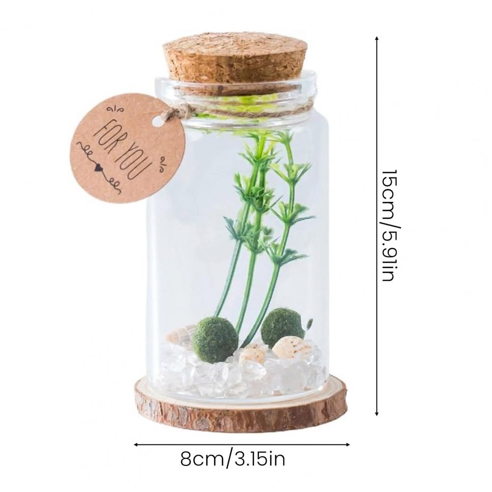 Micro Landscape Ecological Glass Bottle Terrarium Cylindrical Glass Terrarium Kit with Moss Balls Artificial Plant for Home