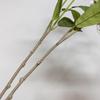 Arranjo de Flores de Jasmim em Crepe de Luxo - Adereço de Decoração para Interiores
