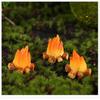 1/3 Pcs Fairy Garden Drunk Gnomes Miniature Ornaments Set Mini Dwarf Bonfire Statues for Planter Flowerpot Decor Accessories