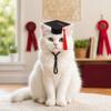 Accesorii de petrecere – Accesorii pentru ceremonii și petreceri