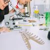 W89C Human Sternum Model Human Skeleton Model for Anatomy Medicals Teaching Model