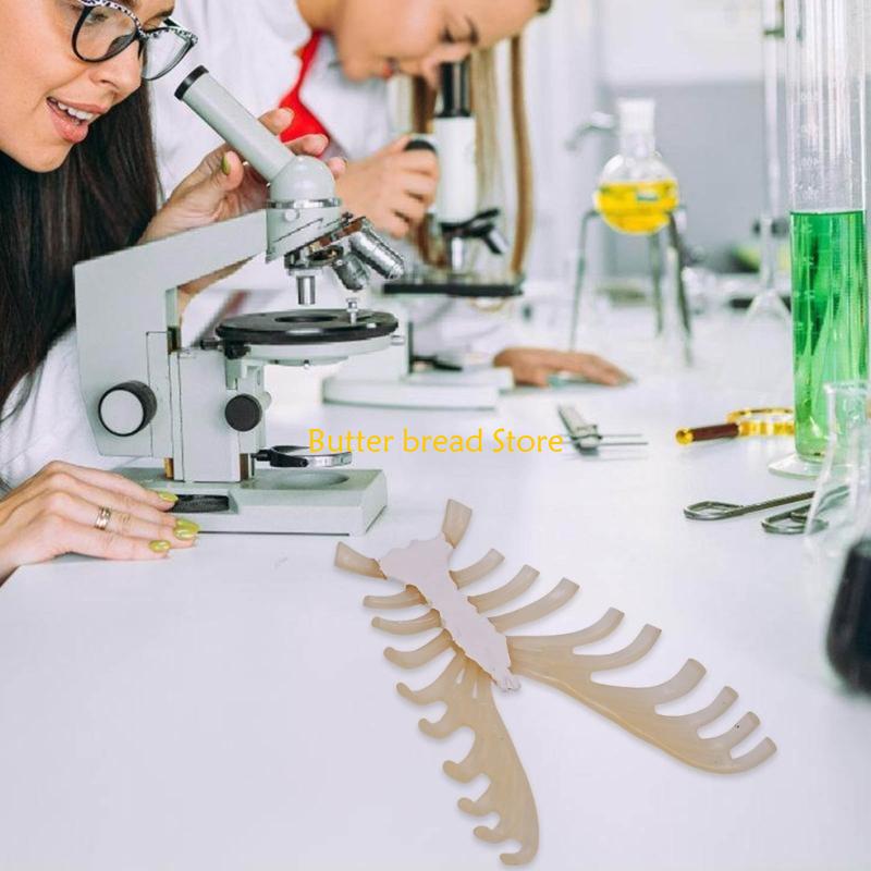 W89C Human Sternum Model Human Skeleton Model for Anatomy Medicals Teaching Model