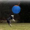 Dogs Herding Ball Toy Physical Activity Outdoor Inflatable Ball Toy Herding Ball Toy Pet Mouth Clean Training Toy