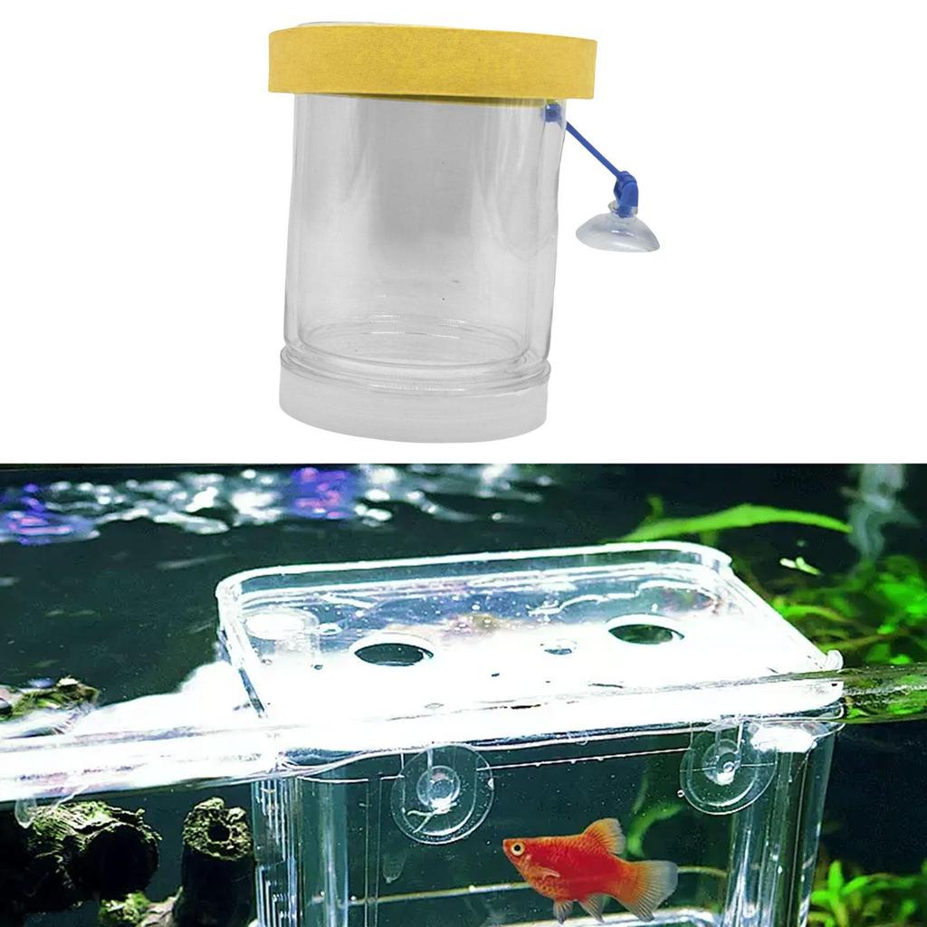 Fish Isolation Container for Hatching with Lid Guppy