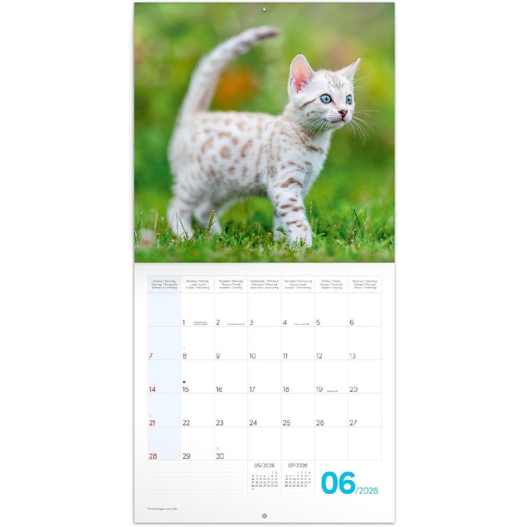 Calendar 2025-2026 Cute Kittens Wall Planner, Adorable Cat Organizer, 16-Month Hanging Schedule Sep 2025–Dec 2026, 12x12 in
