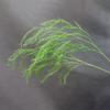 Asparagus Fern & Willow Buds Greenery for Wedding Decor & Landscaping