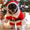 Pet Christmas Costume Set Dogs Cats - Red White Cosplay Outfit Cotton XS To XL