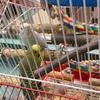 4-teiliger Vogel-Sitzstock aus Holz, hängendes Spielzeug, Sitzstock-Spielzeug für Conure, Wellensittich und andere kleine Vögel