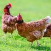 Supplies Poultry Neck Noise Free Neckband Collars Chicken Collar Anti-Hook No Crow Rooster Collar