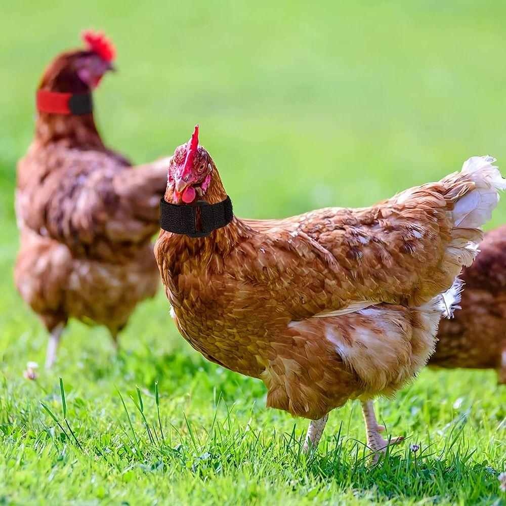 Supplies Poultry Neck Noise Free Neckband Collars Chicken Collar Anti-Hook No Crow Rooster Collar