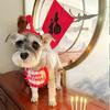 Dog Birthday Decoration Supplies Dog Supplies Pet Party Decoration Set Dog Birthday Hat Bow Tie