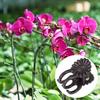 100Pcs Orchid Stem Clamp Versatile Stable Eco-friendly Plant Support Clips for Healthier Productive Plants