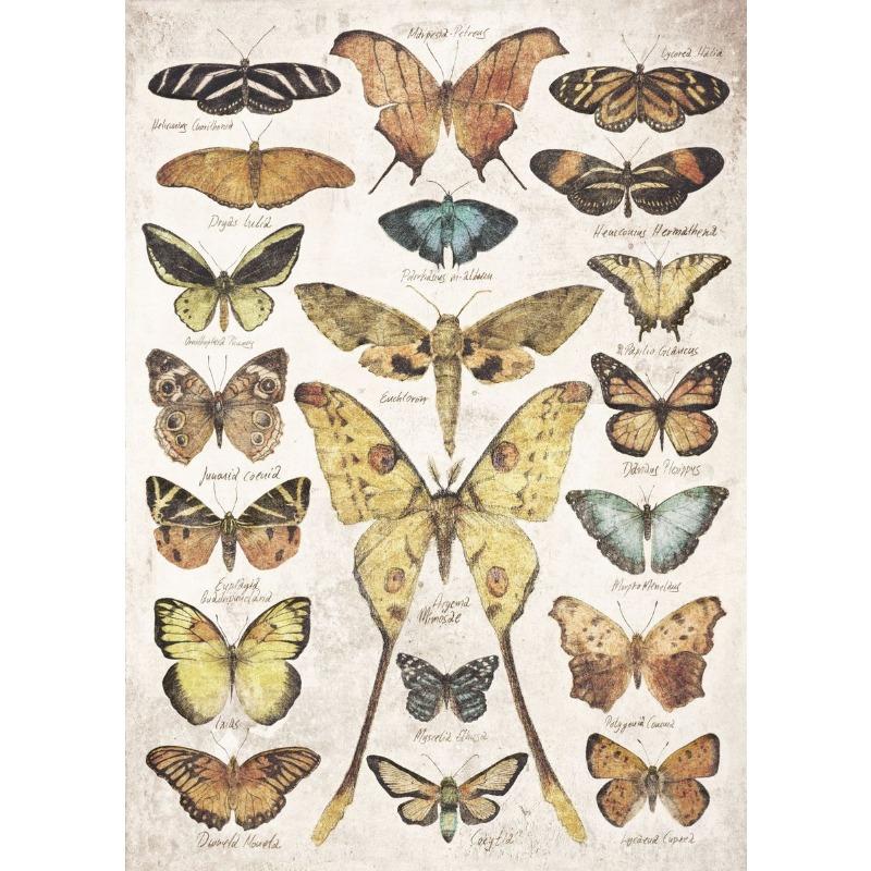 Vintage Butterflies and Moths Insect Studies Specimen Posters Prints Canvas Printing Wall Art Picture for Living Room Home Decor