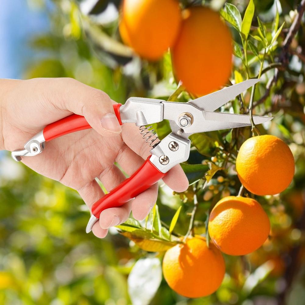 Plant Pruning Scissors Red Handle Straight Pruning Shrs Hand Pruner (Painting Process)
