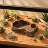 Reptile – Terarii pentru reptile