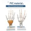 Human Joint Anatomical Models