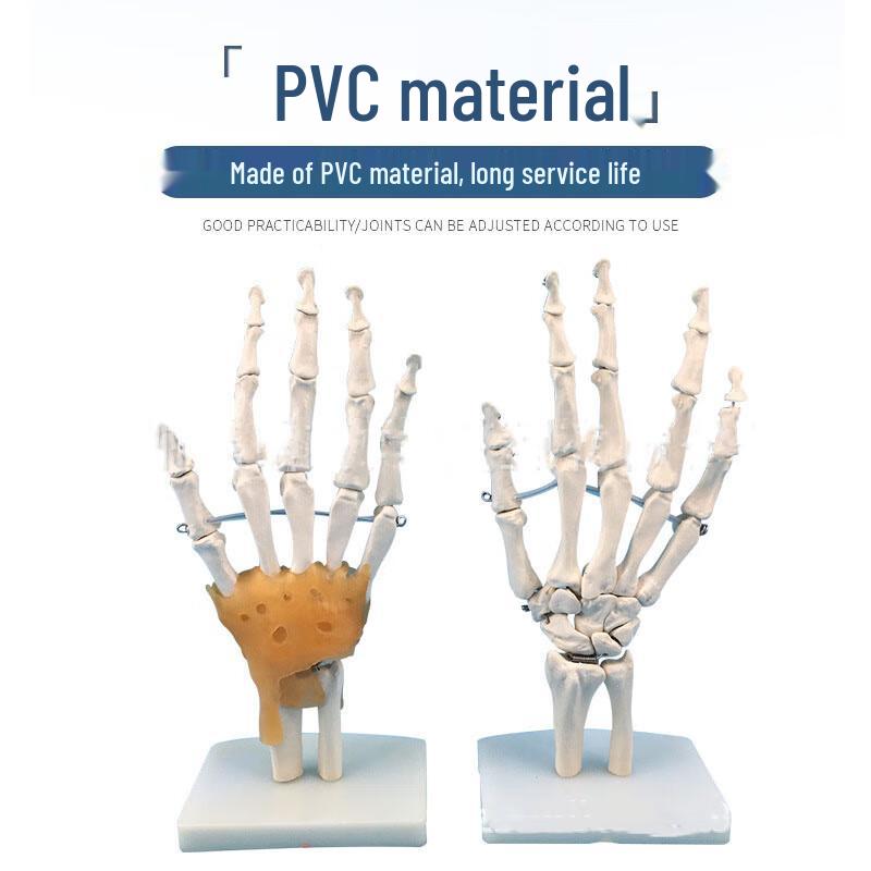 Human Joint Anatomical Models
