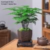 Asparagus Fern Indoor Bonsai: Easy-Care Evergreen for Home or Office Decor.