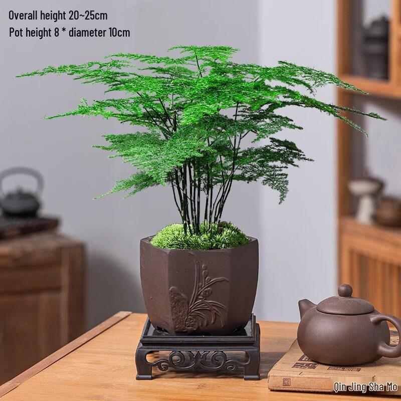 Asparagus Fern Indoor Bonsai: Easy-Care Evergreen for Home or Office Decor.