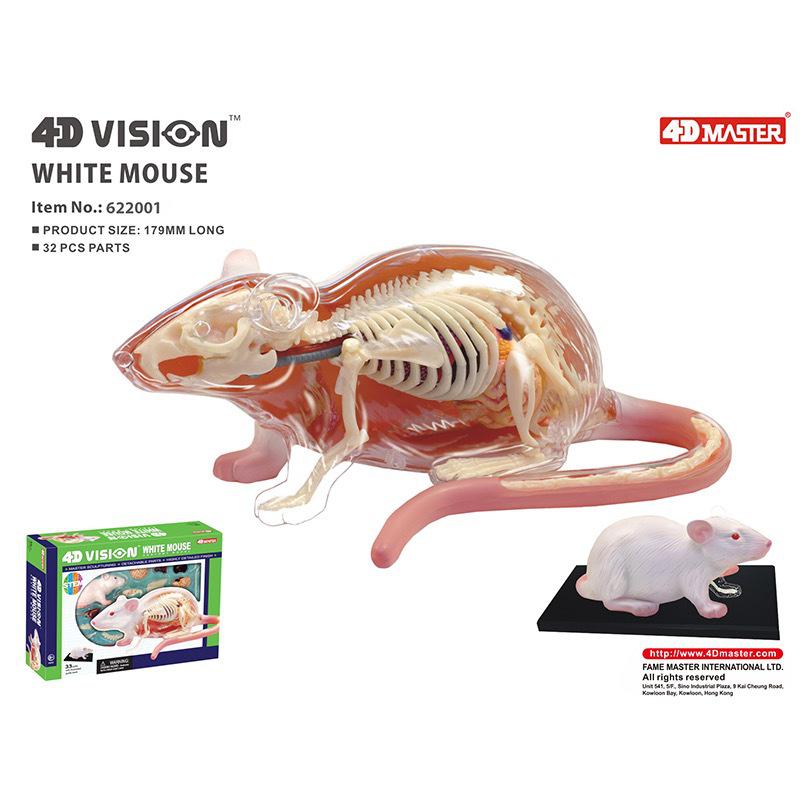 4D Master White Rat Anatomy Model: Internal Organs and Skeleton Model for Teaching, Model No. 26002. 26002