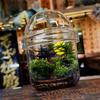 Micro Landscape Moss Glass Bottles Small Glass  Ecological Bottle Green Plant Glass Terrarium Fun Plant Container Desktop Decor