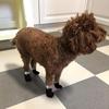 Anti-Slip Dog Shoes Pet Knitted Socks Cotton Small Medium Pets Booties No-Slip Paw Sole Dog Cat Pupp