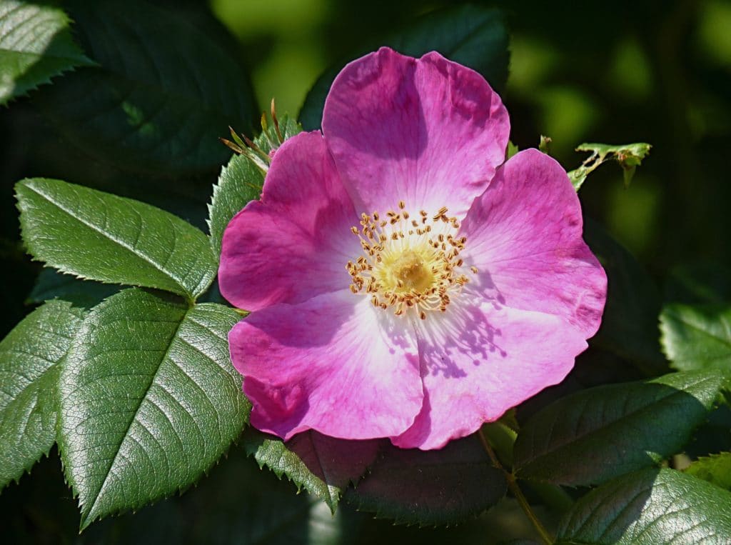 50 Samen HUNDSROSE ROSA - FRISCHE SAMEN