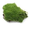 Home Party Decoration Artificial Green Grass Moss Plant Ornament Miniature