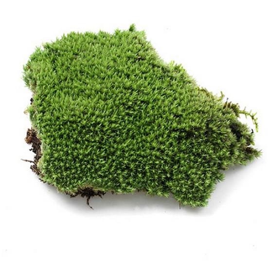 Home Party Decoration Artificial Green Grass Moss Plant Ornament Miniature