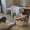 Wooden Stand Cat Ceramic Bowl Non-Slip Cat Water Bowl Anti Vomiting Bowl  Pet Supplies
