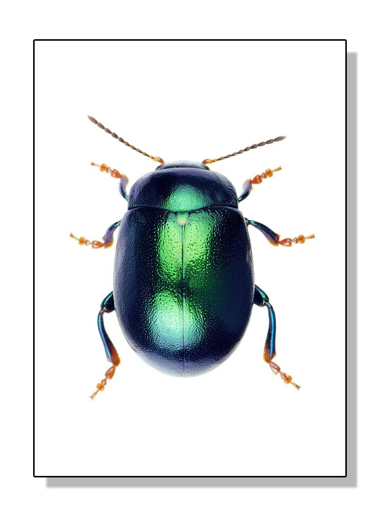 

HD печать насекомых породы жуков Коллекция плакатов и печать на холсте Ретро настенное искусство для гостиной домашний декор Cuadros 30x40cm No Frame