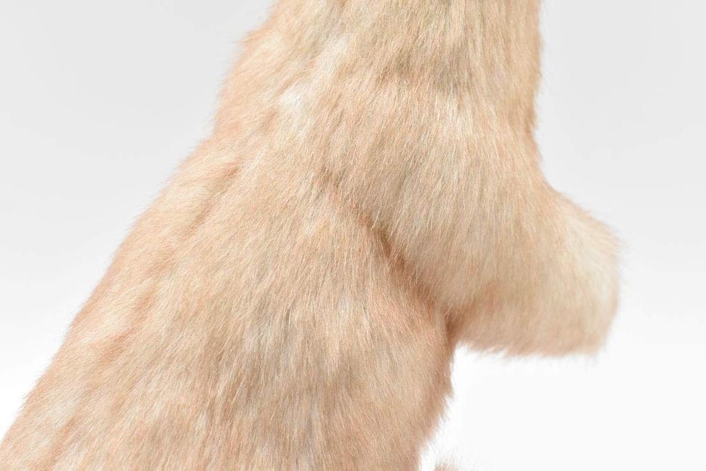 Hansa Weasel No.5729